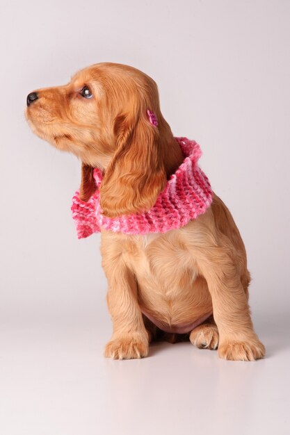 Cocker spaniel puppy with scarf