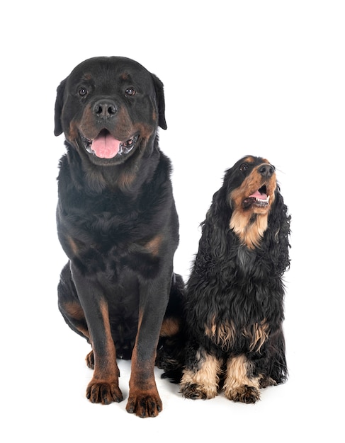 Cocker spaniel and rottweiler