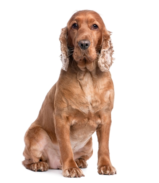 Cocker Spaniel sitting with 3 years old.