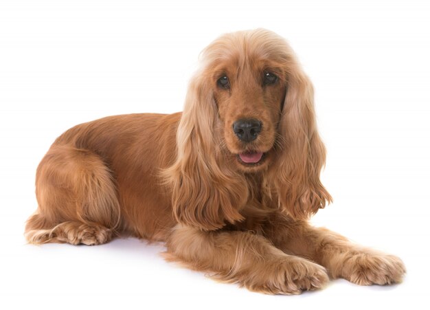 cocker spaniel in studio