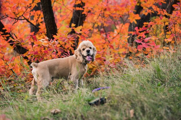 Cocker spaniel during a walk in the park