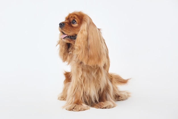 Cocker Spaniel  on a white background