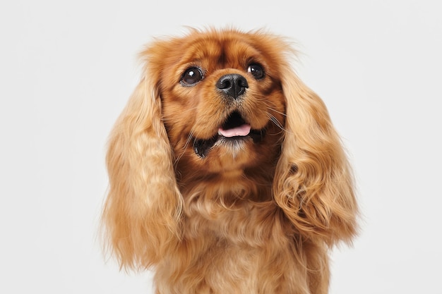 Cocker Spaniel  on a white background