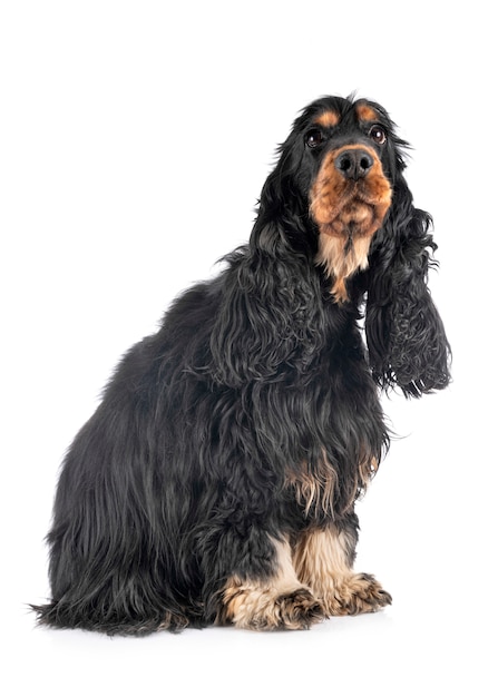 Cocker spaniel on white isolated