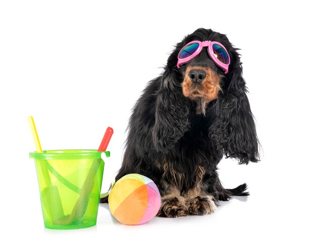 Cocker spaniel on white isolated