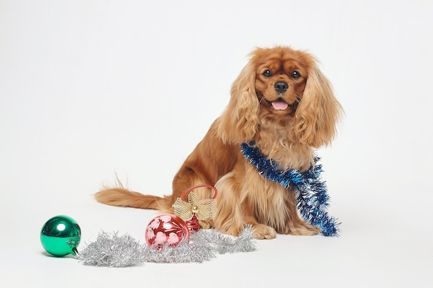 クリスマスの装飾が施されたコッカースパニエル