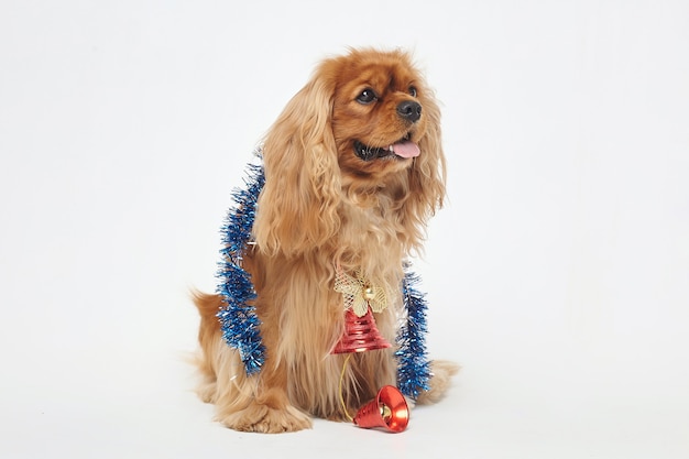 Cocker Spaniel with Christmas decorations