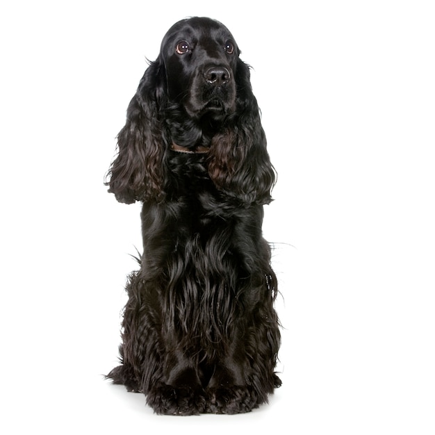 Cocker Spaniel