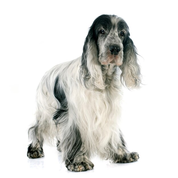 Cocker spaniel