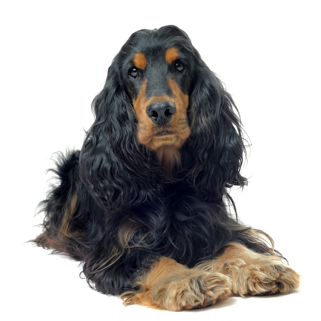 Cocker spaniel