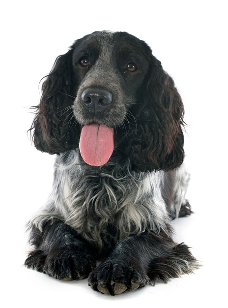 Foto cocker spaniel