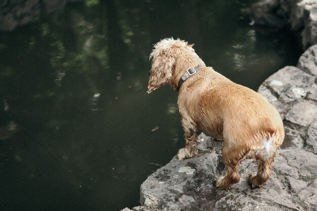 Cocker-spaniëlhond dichtbij een vijver