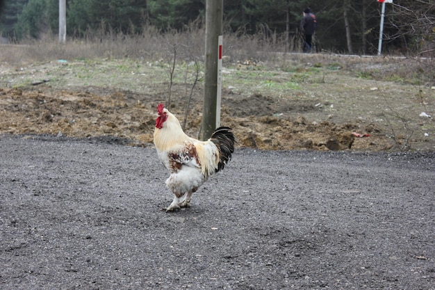 Photo cockerel on the road