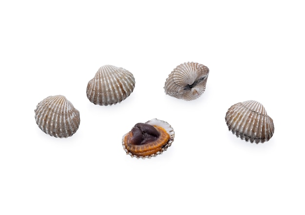 Морепродукты моллюски, изолированные на белом фоне