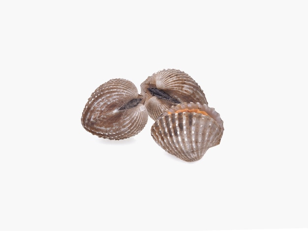 Cockles seafood isolated