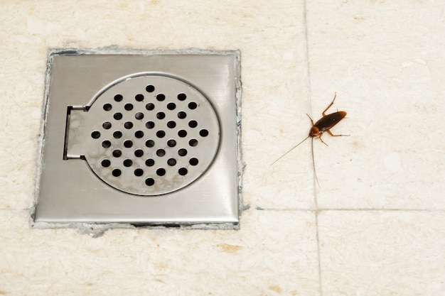 Cockroach in the bathroom near the drain hole. The problem with insects. Cockroaches climb through the sewers.