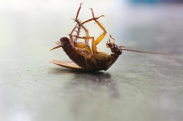 Cockroach  On the cement floor  background