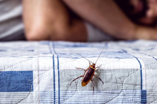 Cockroach climbing on a bed, man sleeping in the background, insect problems at home, need for detection