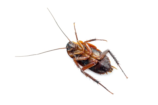 Cockroach dead on white background