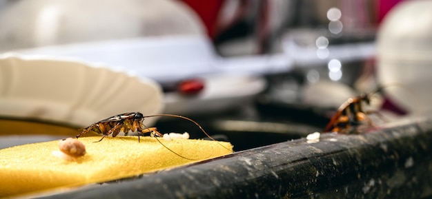 Cockroach eating from a messy and very dirty kitchen sink poor hygiene at home