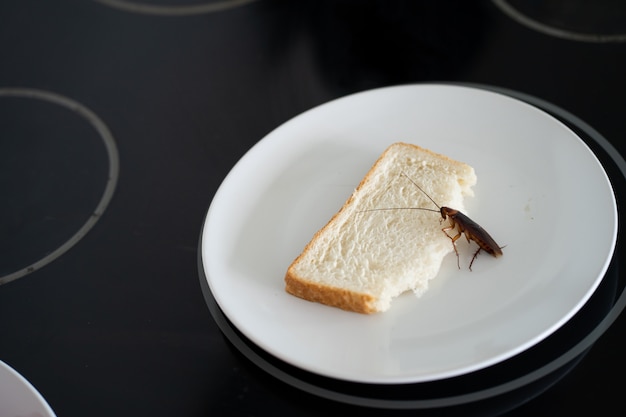 A cockroach is sitting on a piece of bread in a plate in the\
kitchen. cockroaches eat my food supplies