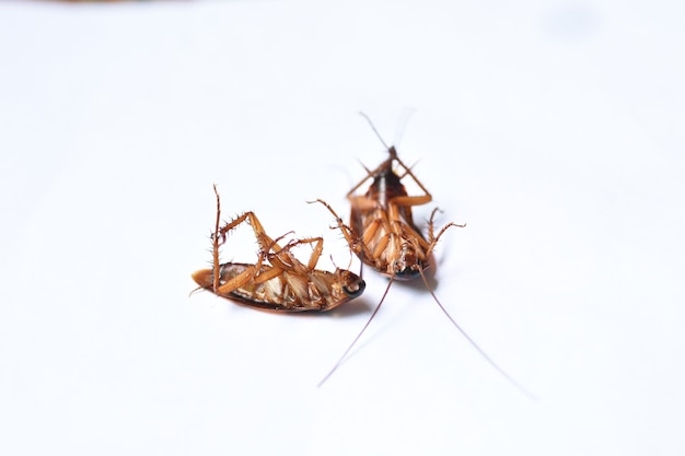 cockroach isolated on white background