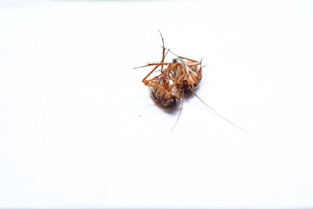 cockroach isolated on white background