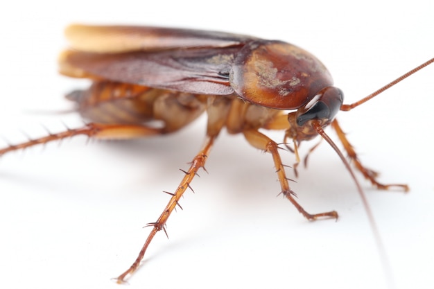 The cockroach isolated on the white 