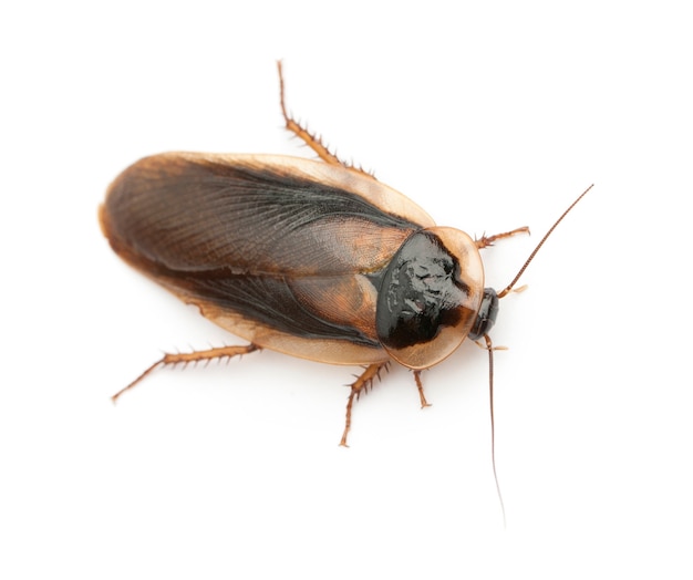 Cockroach isolated