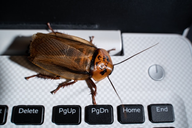 Cockroach on keyboard laptop or notebook computer, close up top view.