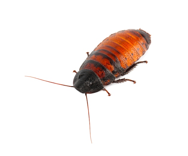 Photo cockroach madagascar hissing isolated on white