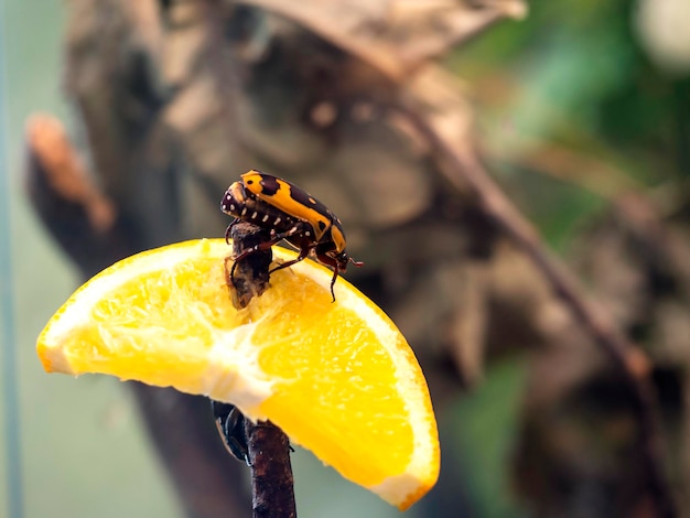 A cockroach on an orange slice