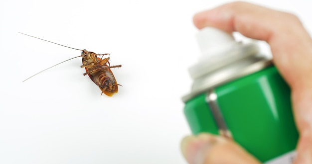 Cockroach spray with spray cans over white background