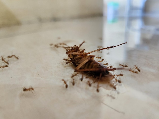 Photo cockroach upside down on the floor