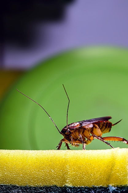 cockroach walking on a washing sponge in the kitchen sink with dirty dishes Insect contamination and pest concept