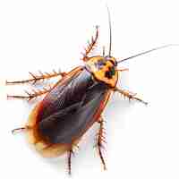 Photo a cockroach in white background job id 751183de6d5f419b9e365a2c95526e62