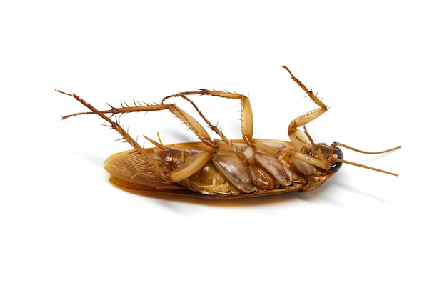 Cockroach on white background