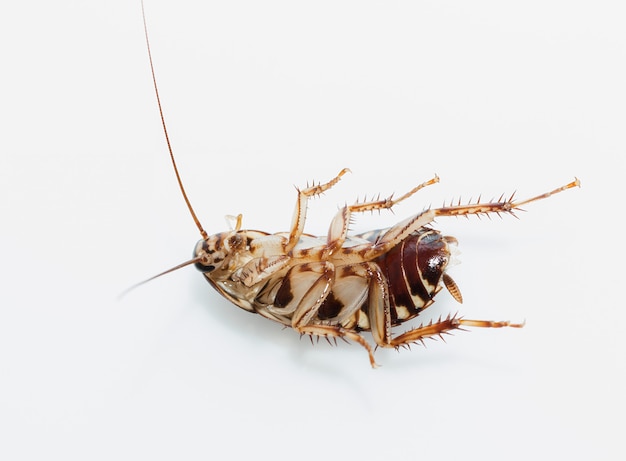 Cockroach on white background