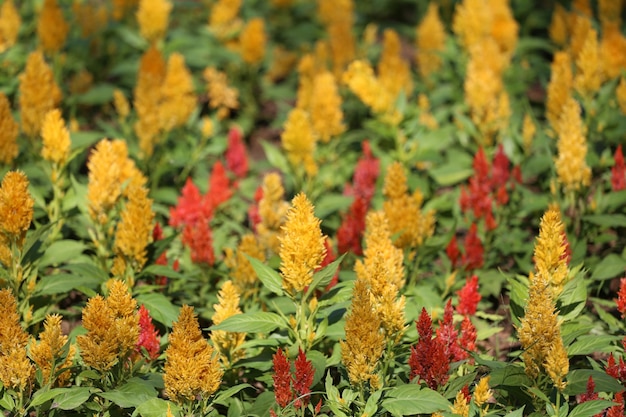 Cocks comb flower are blooming in the flower garden,Colorful Winter Flower Mine.