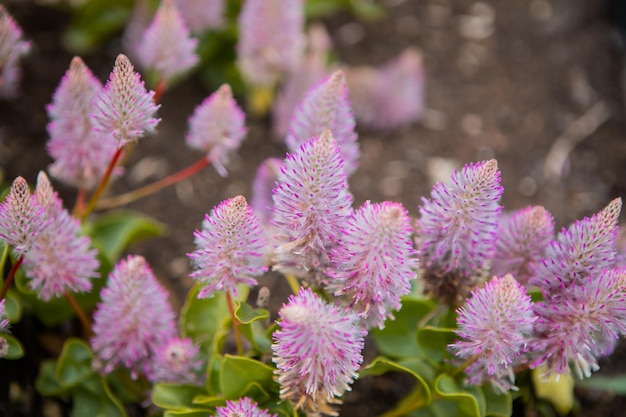 Cockscomb Flamingo Feather flower - Latin name - Celosia argentea var. spicata Flamingo Feather