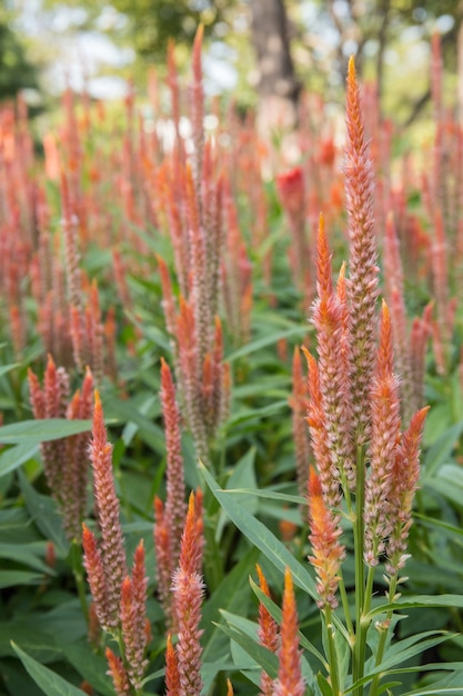 cockscomb flower in garden