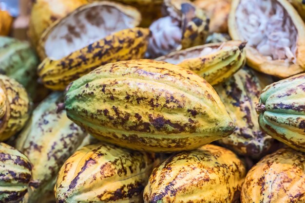 Cocoa Beans and Cocoa Fruits.