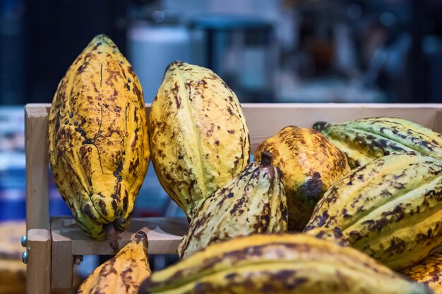 Cocoa Beans and Cocoa Fruits.