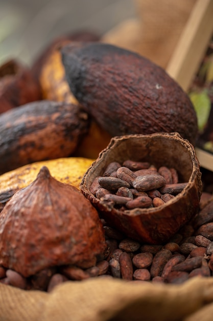 Cocoa beans and cocoa pod pouring out into a burlap sack