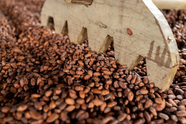 Cocoa beans and cocoa pod on a wooden surface