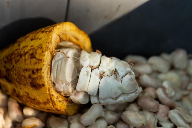 Cocoa beans and cocoa pod on a wooden surface