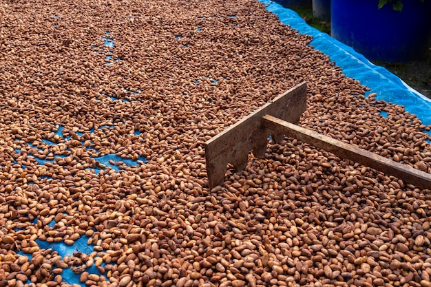 Photo cocoa beans and cocoa pod on a wooden surface