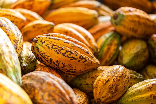 Cocoa beans and cocoa pod on a wooden surface.