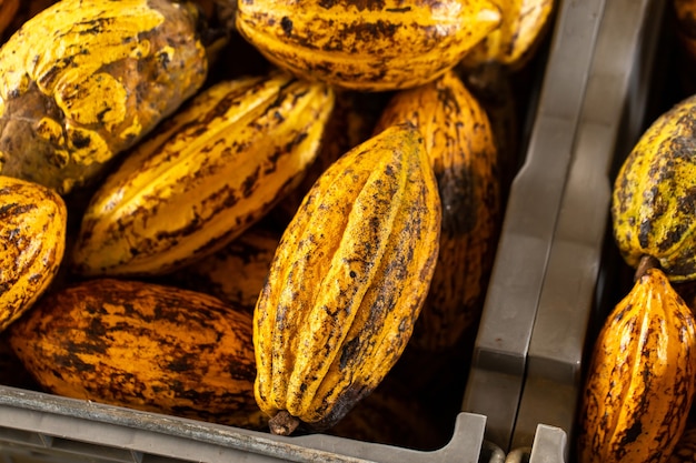 Cocoa beans and cocoa pod on a wooden surface