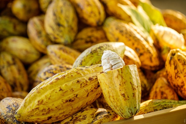 Cocoa beans and cocoa pod on a wooden surface